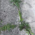 Cỏ Dại's Origin
