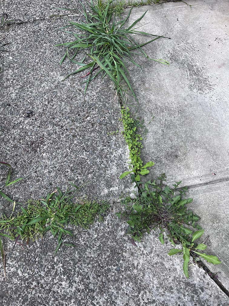 Cỏ Dại’s Origin
